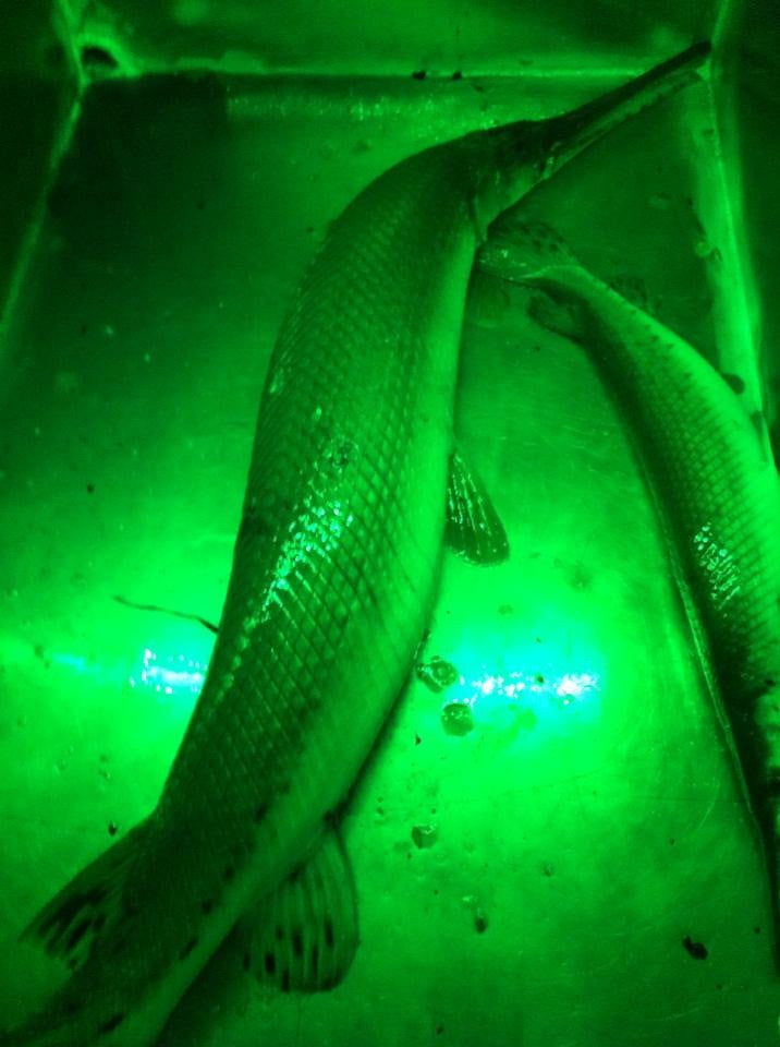 SeeLite Double Trouble Lighting